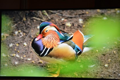 DSC_0003.JPG